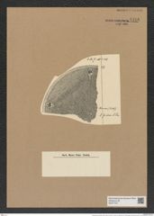 Aulacodiscus secendens (Grev.) Rattr. (de-Toni-Nr.: Genus 182, Species 4517) Zeichnungen Sammlung Grunow Nr. 8106 (NHMW-BOT-W0377447)